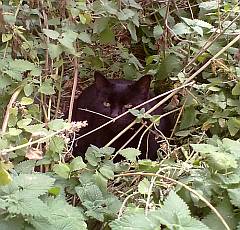 Black cat hiding in catnip