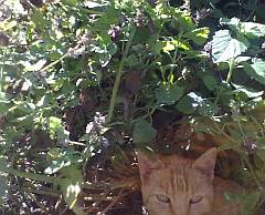 ginger cat relaxing in the shade of a catnip bush