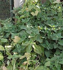 Luxuriant thick foliage of bushy catnip plant