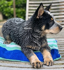 Cattle dog puppy on a cushion
