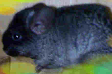 A black chinchilla with bluish tinges in coat