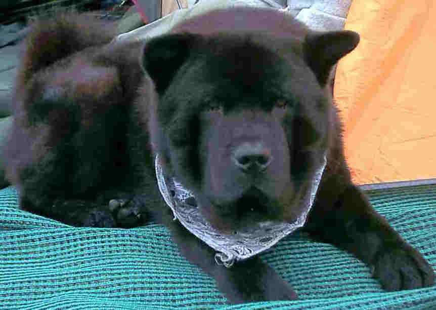 Chow chow with bandana round neck