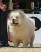 chow chow in the show ring, cream coloured