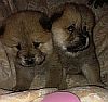 Twin chow puppies