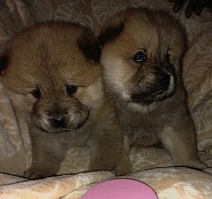 Two little chow puppies