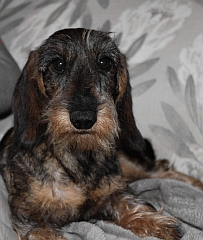 A serious look on this dachshund's fac!