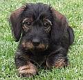 Hairy puppy