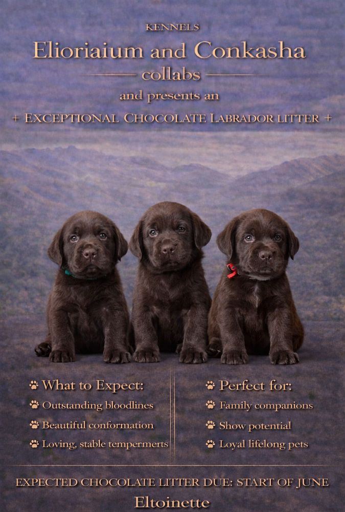 Puppies expected!