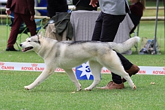 Siberian Husky, Sky, at Jacaranda Kennel Club