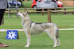 A proud Siberian husky show dog.