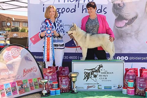 Siberian husky show dog