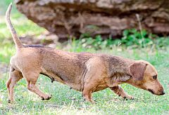 Rusty red areas,  on a brown dog