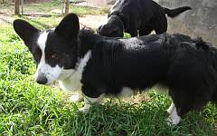 A young Cardigan corgi with a mischeivous look