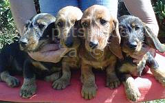 Standard wire haired dachshund puppies