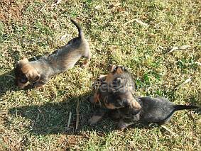 Wire haired dachshund puppies at play