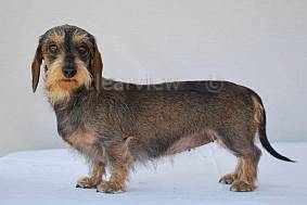 A champion wire hair dachshund