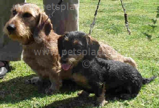 A standard and a miniature wire hair dachshund