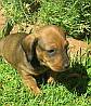 brown dashund puppy with soft skin