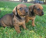 Two brown dachsund puppies sitting on the grass