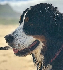 Bernese mountain dog head, Darienko