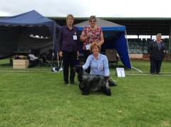 Our spaniels in the show ring