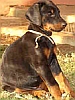 Dobermann puppy with ribbon around his neck