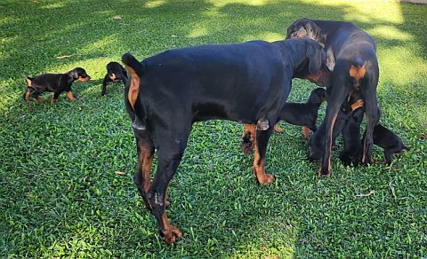 Red, Tallulah & their puppies.