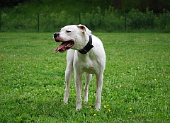 A large white dogo argentino