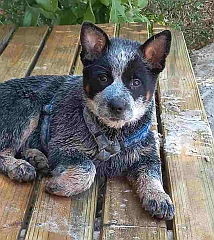 An alert cattle dog puppy