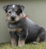 Australian cattle dog puppy