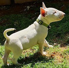 A white bullterrier puppy