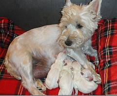 West highland white terrier with puppies