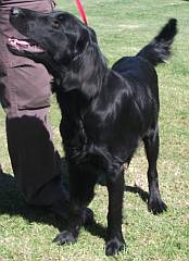 Flat coated retriever with black glossy coat