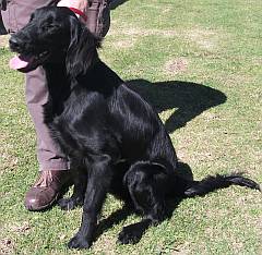 Flat coated retriever sitting