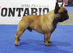 Alert French bulldog, ears pricked up