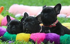 3 black French bulldog puppies