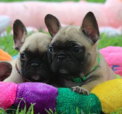 Two fawn puppies with black muzzles