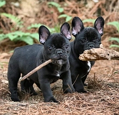 Two black French bulldog puppies playing with a stick