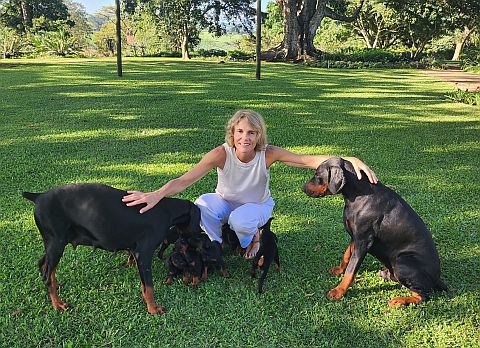 Dog breeder with puppies & their parents.