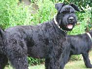 Big black giant schnauzer with friend