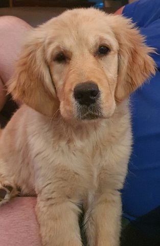 Puppy with wistful expression.