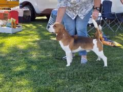 Champion beagle from Kaperjolli Kennel