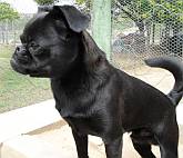 Profile of griffon with black shiny coat, & snub nose