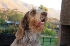 A spinone has an appealing face