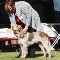Annemari with a spinoni in the show ring