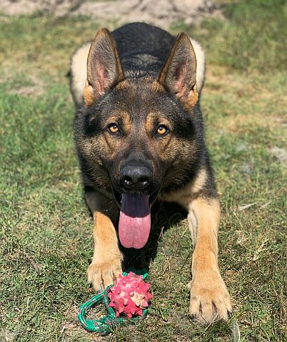 German shepherd guarding a toy.