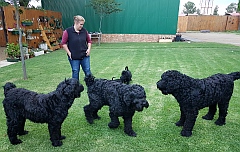 Connie and the black russian terrier family.