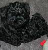 Black, curly affenpinscher puppies