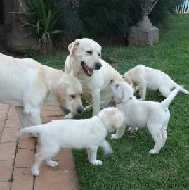 A happy Labrador family