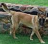 Belgian shepherd